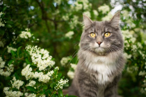 blue tabby cat under a blossoming tree outdoors in the nature in springtime blue tabby cat under a blossoming tree outdoors in the nature in springtime